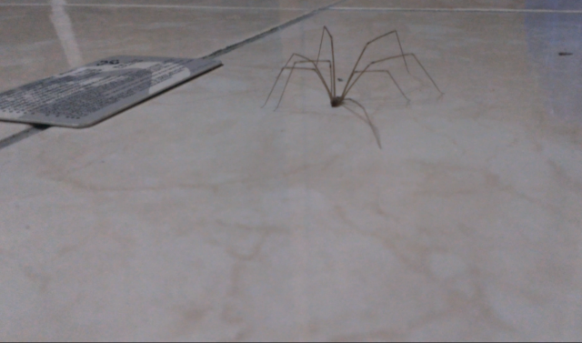 蜘蛛這種SIZE是正常的?