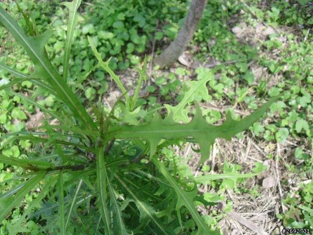(求助)請問各位植物達人~
