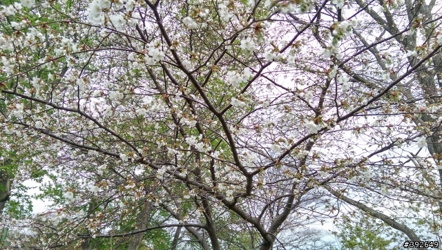 帶的M8前進北海道拍櫻花跟函館百萬夜景