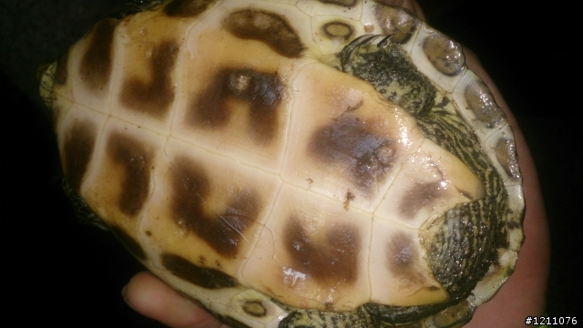 路上撿到龜~