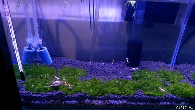 水晶蝦缸