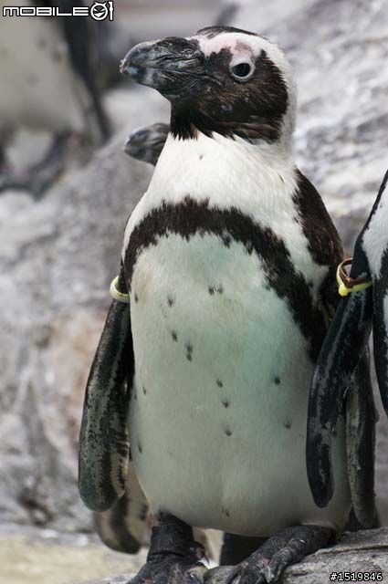 分享！喜歡企鵝的大大必到！長崎ペンギン水族館
