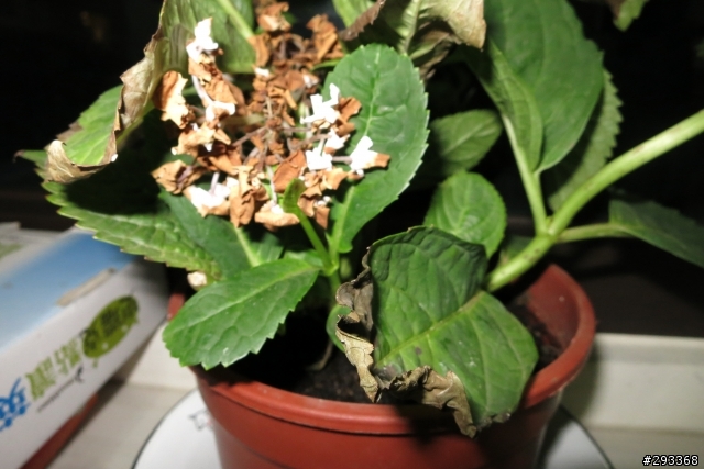 求救-新芽一直枯萎與繡球花生病