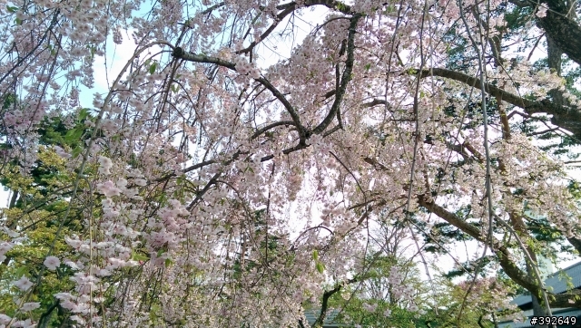 帶的M8前進北海道拍櫻花跟函館百萬夜景