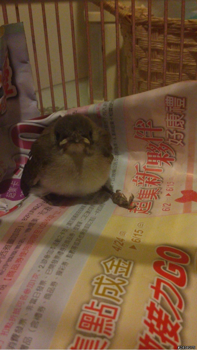 撿到一隻不知何品種的幼鳥