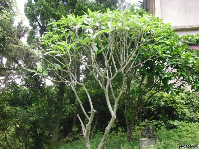 (求助)請問各位植物達人~