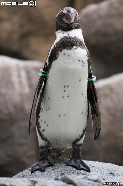 分享！喜歡企鵝的大大必到！長崎ペンギン水族館