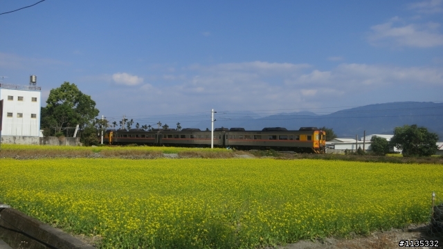 元月花東縱谷行