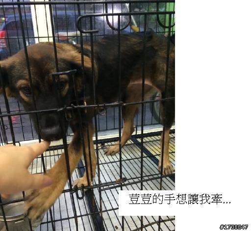 我也抱了一隻流浪狗...但是....怎麼辦?