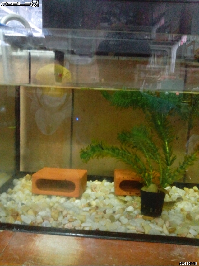 請問如何養魚...