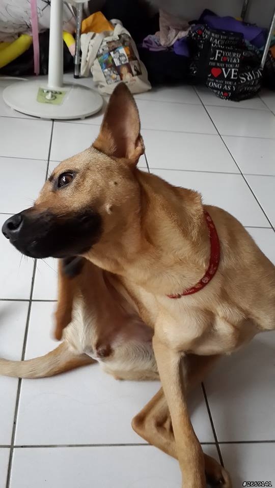 變胖的飼料餵法