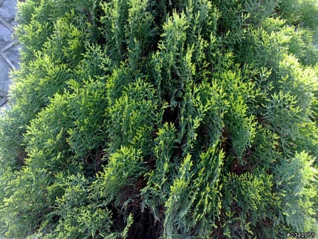 （二）請問這些花草叫什麼名字？謝謝。