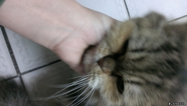 卡哇伊~~   緊看~~!!