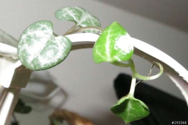求救-新芽一直枯萎與繡球花生病
