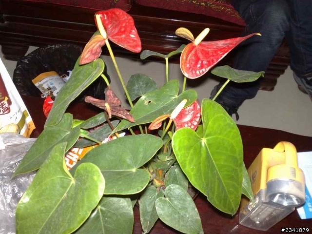 （一）請問這些花草叫什麼名字？謝謝。