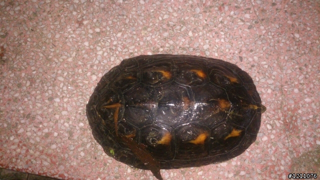 路上撿到龜~