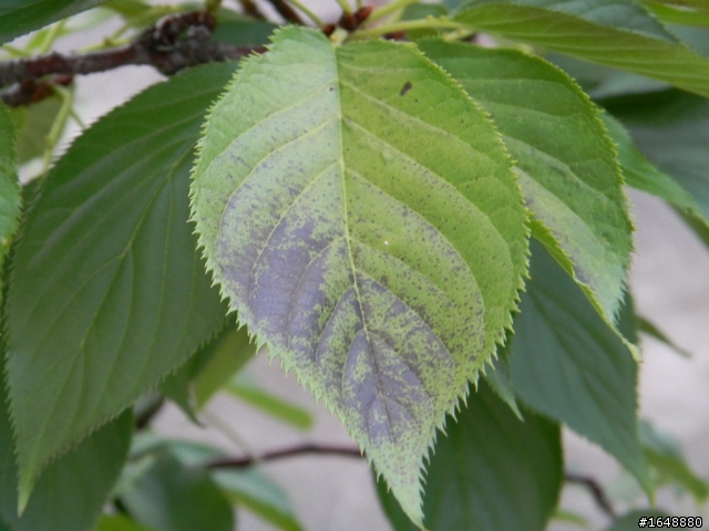 櫻花樹是否生病了?請教如何醫治?