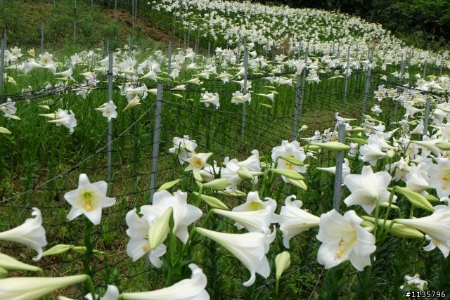 內湖碧山巖,白石湖吊橋半日遊