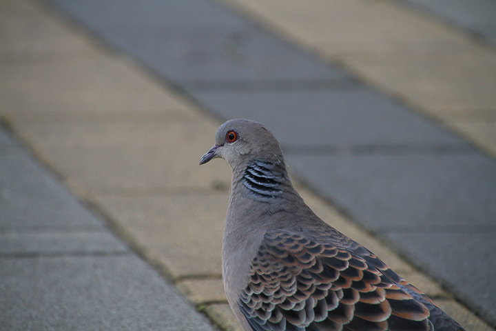 「搶先開箱」Tamron 16-300mm F/3.5-6.3 DiII VC PZD MACRO