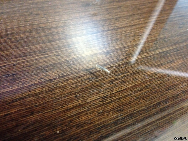 不明白色蟲子?