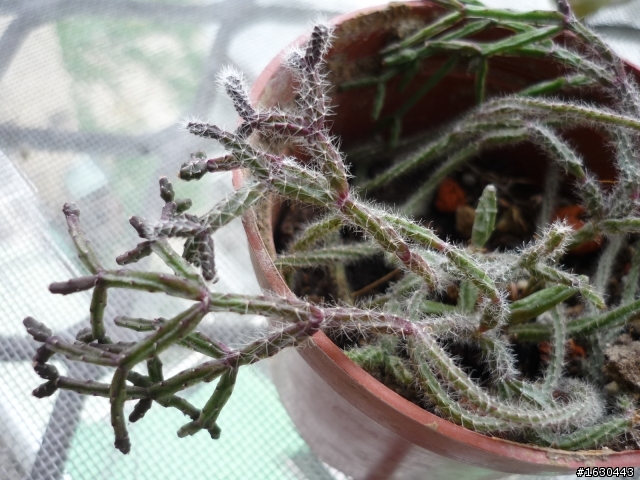 請教植物名