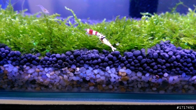 水晶蝦缸