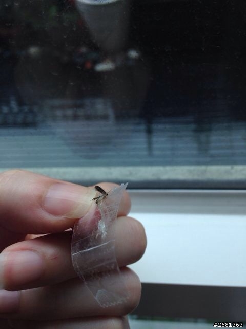 這是什麼蟲