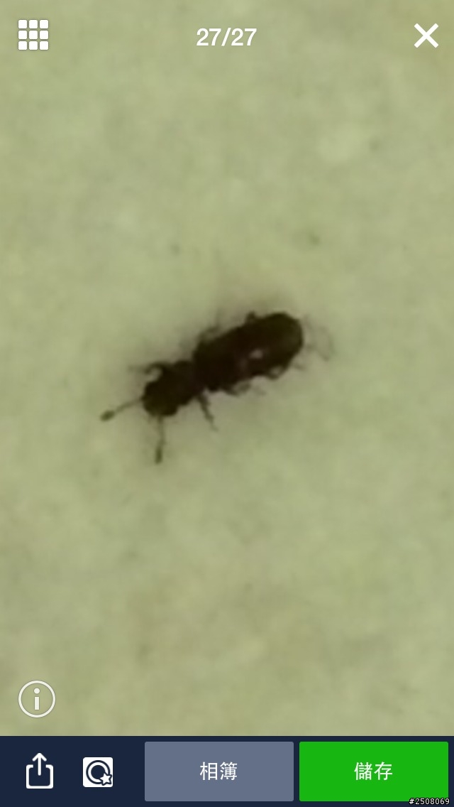 這是什麼蟲??