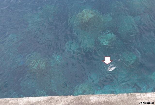 簡單釣況