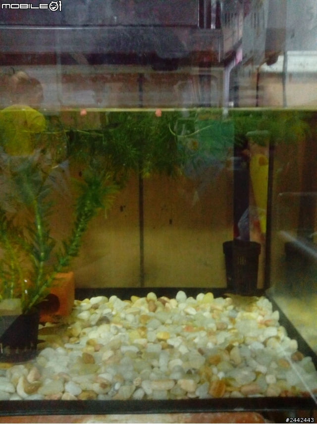 請問如何養魚...
