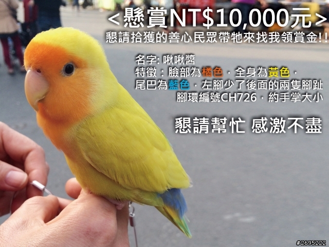 <告急>三重區小鸚懸賞萬元,懇請拾獲啾啾醬的善心人士帶牠來找我領賞金!!