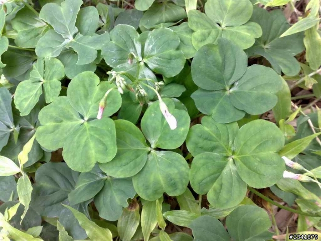 （一）請問這些花草叫什麼名字？謝謝。