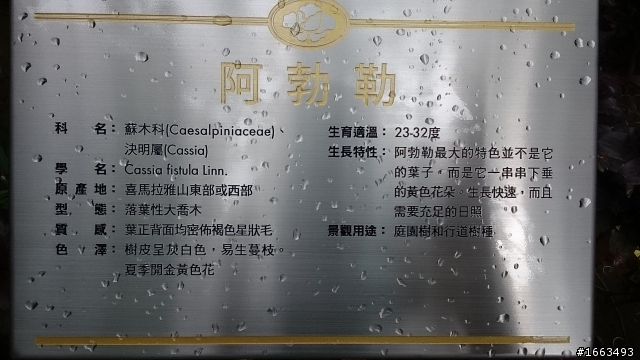 都廳苑中庭的樹好茂盛……花開得好