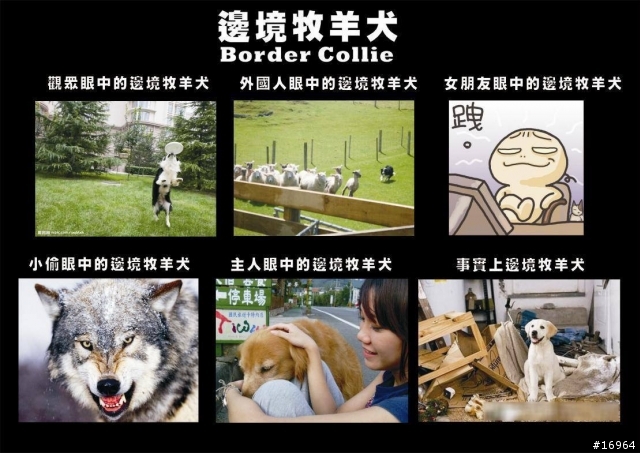 Hi~介紹我家白木邊境~Dubi~
