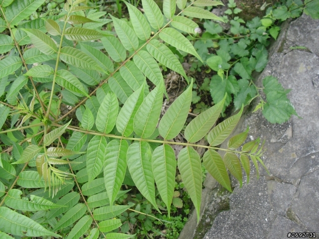 (求助)請問各位植物達人~