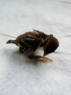 誰家的鴿子(飛走了)