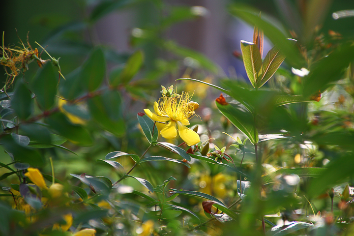「搶先開箱」Tamron 16-300mm F/3.5-6.3 DiII VC PZD MACRO