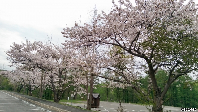 帶的M8前進北海道拍櫻花跟函館百萬夜景