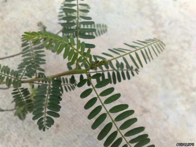 （一）請問這些花草叫什麼名字？謝謝。