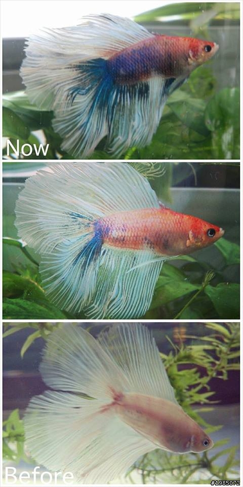 請教關於鬥魚的鰭的問題