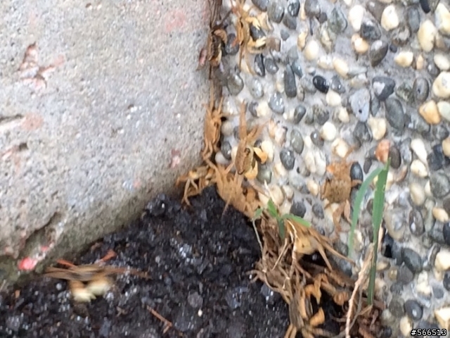 請慢行！基隆河右岸，自行車道上新生的小河蟹