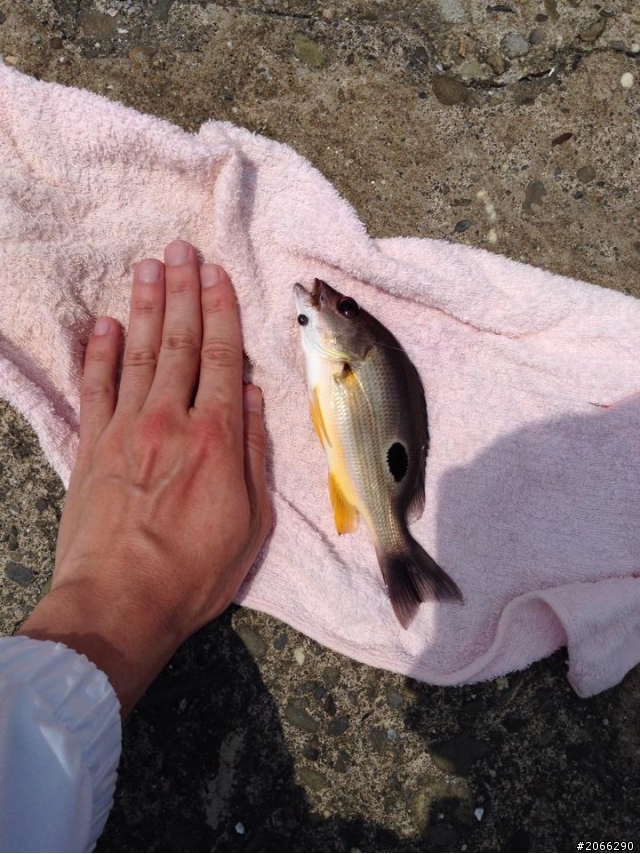 詢問魚名