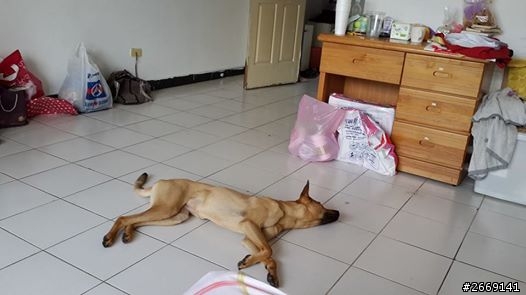變胖的飼料餵法