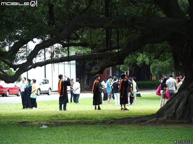 成大榕園下、成功湖畔驪歌輕輕唱
