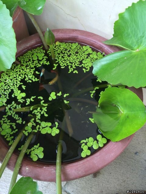 我是植物殺手嗎？