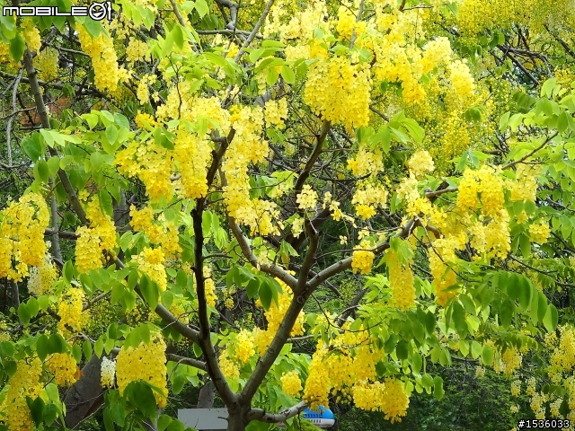 成大榕園下、成功湖畔驪歌輕輕唱
