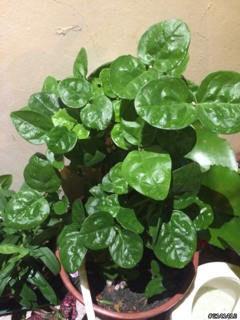 我是植物殺手嗎？