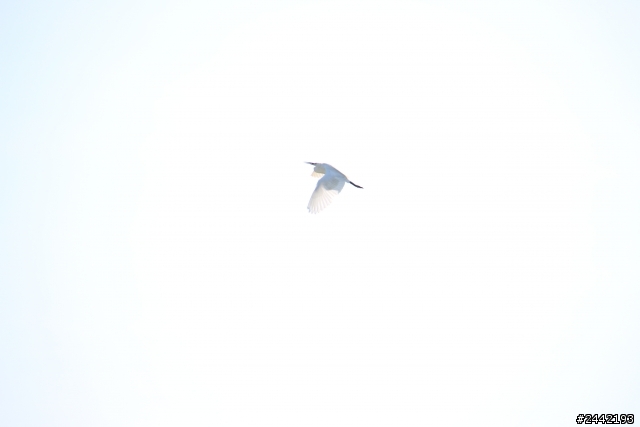 Tamron 16-300mm+700D