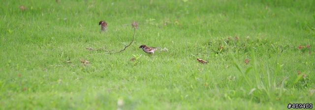 [分享] 蓋大樓Tamron 70-200mm F2.8 (A009)