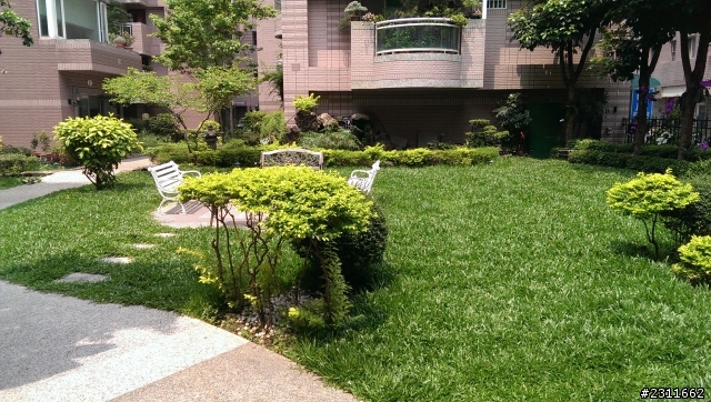 巴西地毯草不趴地..........